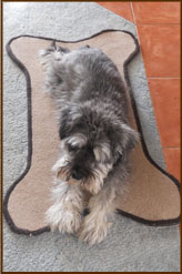 Dog Mat